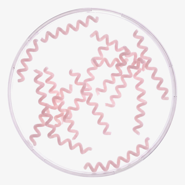 CANDIDA ALBICAN