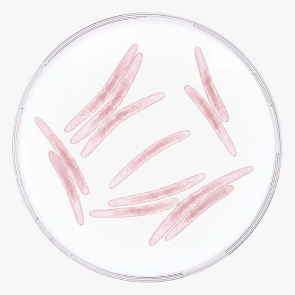 AGGREGATIBACTER