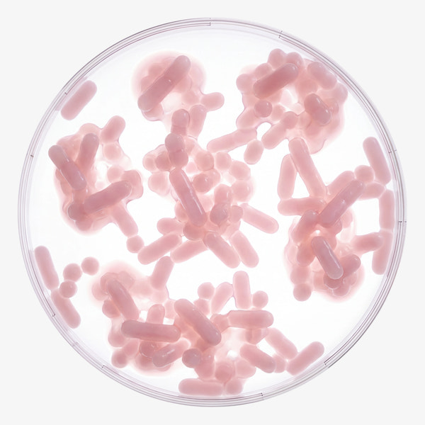 FUSOBACTERIUM